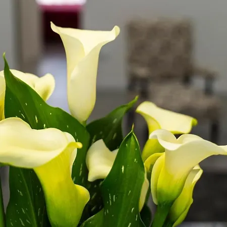 Donna Iole * Неаполь